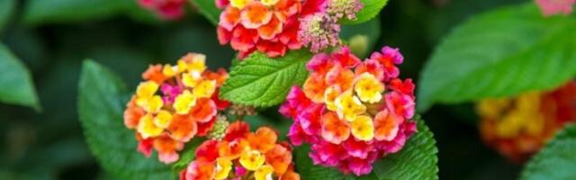 Biljka koja menja izgled dvorišta i tera komarce: Cveta mesecima, a ne traži skoro nikakvu negu