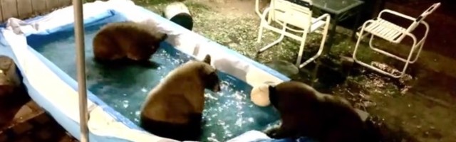 Medvedi ušli deci u bazen: Noćno "iznenađenje" (VIDEO)