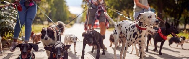 Naučnici su izabrali NAJLEPŠEG PSA na svetu: Pogađate li o kojoj rasi je reč? (FOTO)