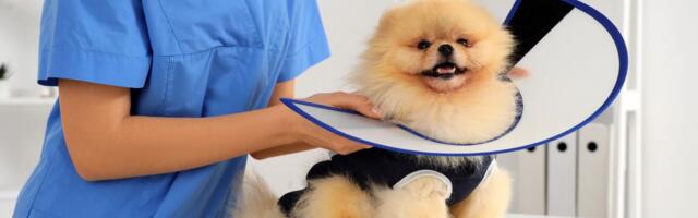 Šta veterinar ponekad zaboravi da kaže: Sterilizacija i kastracija pasa nose OVE zdravstvene rizike i promene