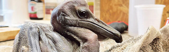 Први пе­ли­кан ро­ђен по­сле три де­це­ни­је