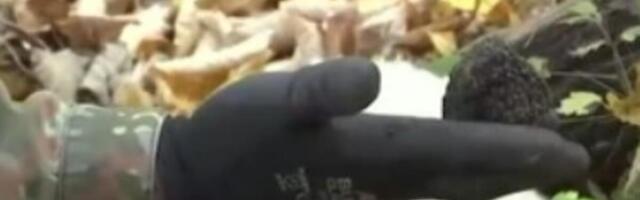 Ovu biljku Srbija ima, a cena je preko 2.000 evra za kilo: Malo ko zna da je gaji, a donosi odličnu zaradu