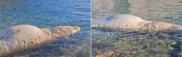 "BEŠTIJA OD 6 METARA U STANJU RASPADANJA": Šok prizor na hrvatskom otoku! Ne, ovo nije KIT