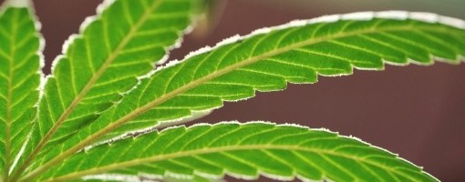 Beograđanin uzgajao 18 kilograma kanabisa u blizini Kikinde