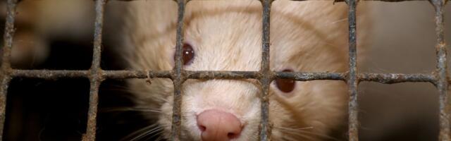 Krzno u modi ponovo popularno, ali etika i održivost određuju trendove: Generacija Z bira stil bez okrutnosti