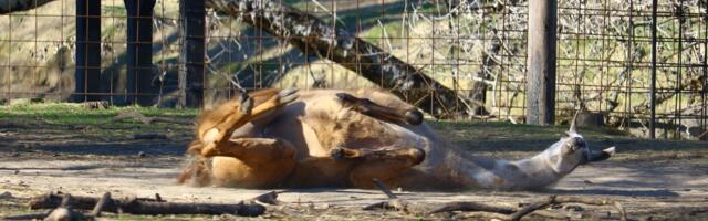 Direktorka "Zoo Palić" povodom navoda o zlostavljanju životinja: "Imaju punu negu, snimci su zloupotrebljeni"