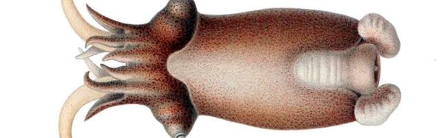 Kako su lignje preživele najveće izumiranje na Zemlji i preuzele okeane