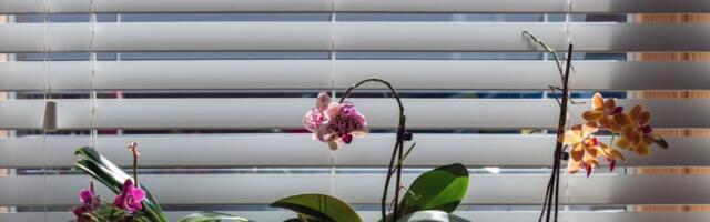 Orhideje se suše? Uradite jednu stvar i bujaće bukvalno kao iz vode