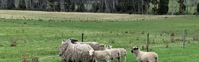 Čudo u selu kod Blaca: Ovca Bela se ojagnjila, pa posle sedam dana zaprepastila domaćine