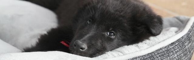 Zašto se psi vrte u krug pre nego što legnu