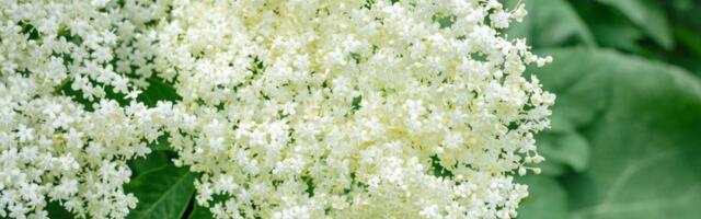 Kako prepoznati pravu zovu? 3 sigurna znaka koja je razlikuju od otrovne dvojnice