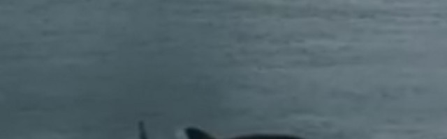 Otkrivene nove vrste ajkula koje koriste peraja da bi hodale (VIDEO)