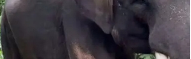 Influenserka za lajkove pozirala gola na ugroženoj vrsti slona!