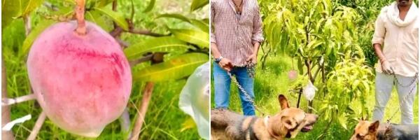 Farmeri u Indiji slučajno uzgojili najskuplji mango na svetu