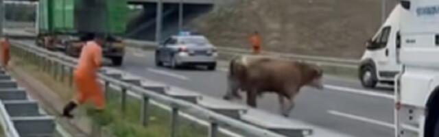 Bik izašao na auto-put kod Novog Sada i napravio HAOS (VIDEO)