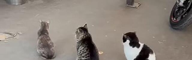 I one znaju za bonton: Pogledajte vi ove krznene preslatkoće šta rade ispred jednog restorana