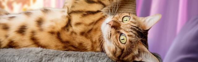 Pravi razlog zašto vaša mačka TRČI NOĆU po kući: Evo koju poruku želi da vam pošalje