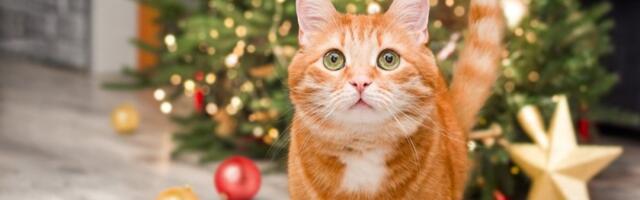 Sprečite mačku da uništi jelku: Uz nekoliko trikova dnevna soba neće biti bojno polje