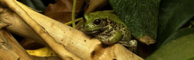 Otkrivena nova vrsta vodozemca: Nećete verovati gde ovo stvorenje nosi mladunce