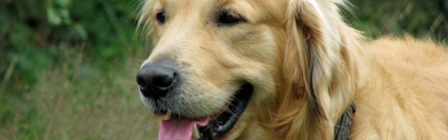 Naučno istraživanje otkrilo da psi mogu da predvide epileptični napad kod ljudi
