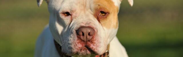 Pitbul usmrtio dečaka (2)! Uplašio se zvužduka i pucnjave od lovaca, pa nasrnuo na mališana naočigled roditelja