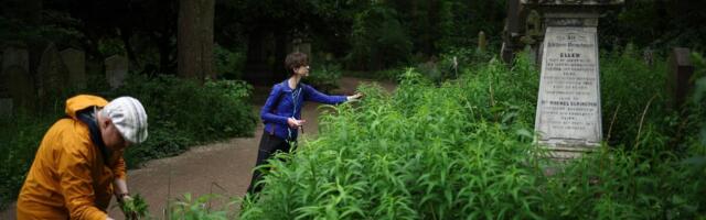 Ova biljka donosi veliku zaradu po aru, a Srbi nemaju pojma: Laka je za održavanje, a može da se gaji i na balkonu