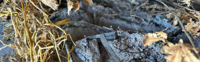 NE SMETE DA IGNORIŠETE! Uz badnjak UVEK ide i ova biljka - ne vraćajte se kući bez nje - BOŽIĆ NEĆE IMATI SMISLA