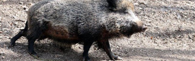Novi slučajevi afričke kuge kod divljih svinja u okolini Pirota