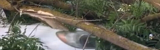 HOROR U SMEDEREVU! Automobil ostao smrskan ispod drveta! (FOTO)