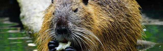 VIDEO Pet vekova od istrebljenja: Dabrovi se ponovo pojavili u Norfolku