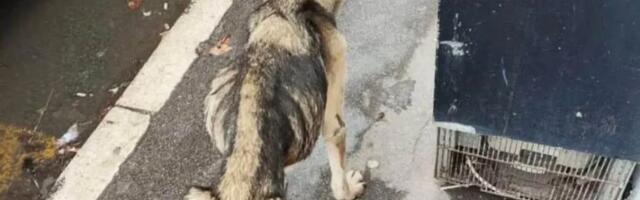 Pas kostur iz Železnika svakim danom sve više kopni, građani nemoćni da mu pomognu u borbi za život