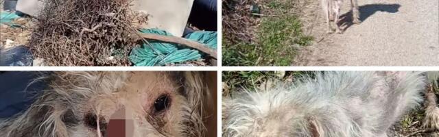 Obraćanje psa Borislava bivšem vlasniku iz Čačka: "OPRAŠTAM TI SVE, sada imam nekog ko me voli"