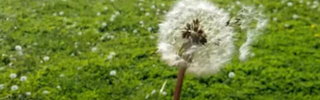 Ova biljka koja raste kao korov vredi kao suvo zlato u Srbiji! Toliko je zdrava i brzo raste, a zarada stiže odmah