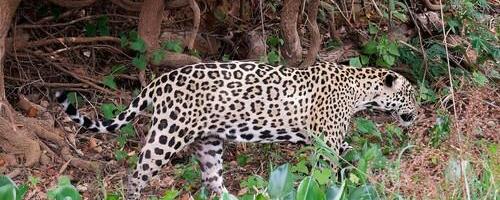 Jaguar snimljen kako tumara planinom: Veruje se da je krenuo u potragu za ženkama