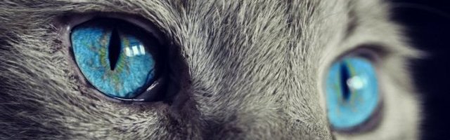 TO JE MOJA IGRAČKA I TAČKA! Maca ima svog ljubimca! (Video)