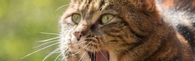 FUJ! BLJAK! Nećete verovati čega se mačke gade! Totalni šok! (Video)