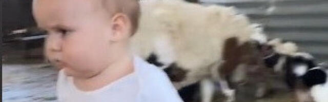 ŽELEO JE DA SE IGRA U AMBARU NI NE SLUTIVŠI OPASNOSTI KOJA MU SE SPREMA: Roditelji su zanemeli na tren kad su videli šta se dešava pred njihovim očima (VIDEO)