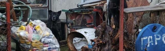 Možete li pronaći psa na slici? Paćenik živi u Temerinu vezan na 30 cm lanca, bez hrane, vode i zaklona