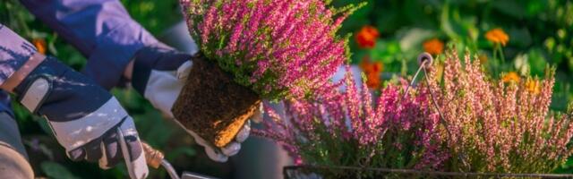 Biljka kojoj hladnoća ne smeta: Neka vaša terasa bude prelepa i zimi: