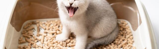 Koliko ČESTO treba menjati POSIP u mačijoj posudi: Saveti i smernice za glinenu, silikonsku i biljnu podlogu