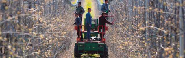 После хладне зиме очекује се родна година у воћарству