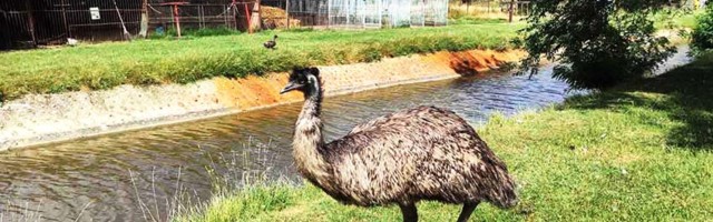 Zoo vrt u Temerinu 30 godina besplatan za sve, opstaje zahvaljujući snazi jedne žene