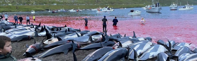 Skoro 1.500 delfina mučeno pa ubijeno na Farskim ostrvima