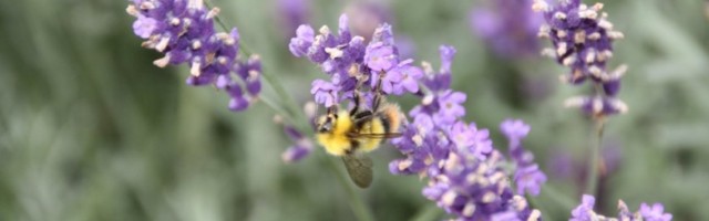 SMRT ZA MOLJCE: Ubacite u kesice 3 začina koje koristite za kuvanje i stavite ih u spavaću sobu i kuhinju