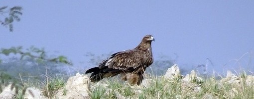 Zbog uništavanja pašnjaka u Vojvodini preti nestanak zaštićenih vrsta ptica