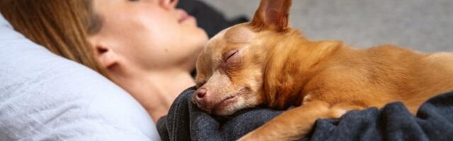 Ovaj snimak je sve rasplakao: Pas nakon 5 meseci vraćen vlasnici (VIDEO)