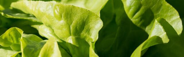 Kada zelena salata može biti problematična?