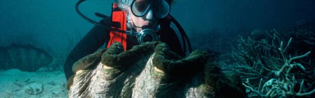 Šokantno otkriće o džinovskim školjkama: Njihov broj najbrže raste tamo gde nema zabrane izlova