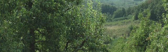 Ovo voće u Srbiji već u prvoj godini može doneti i do 80.000 evra: Jeftina sadnja, a odmah i lako može da se proda!