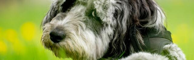 Ausidudl, hibrid koji menja pravila: Prepametan pas šarenih očiju sa kojim početnici teško izlaze na kraj